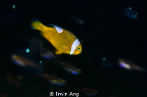 N E M O O O..
Clown fish (Amphiprioninae)
Anilao, Phili... by Irwin Ang 